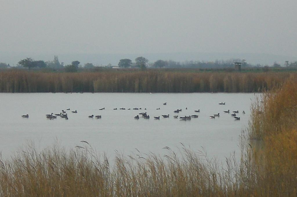 Ferienwohnungen Feldsee Illmitz Esterno foto