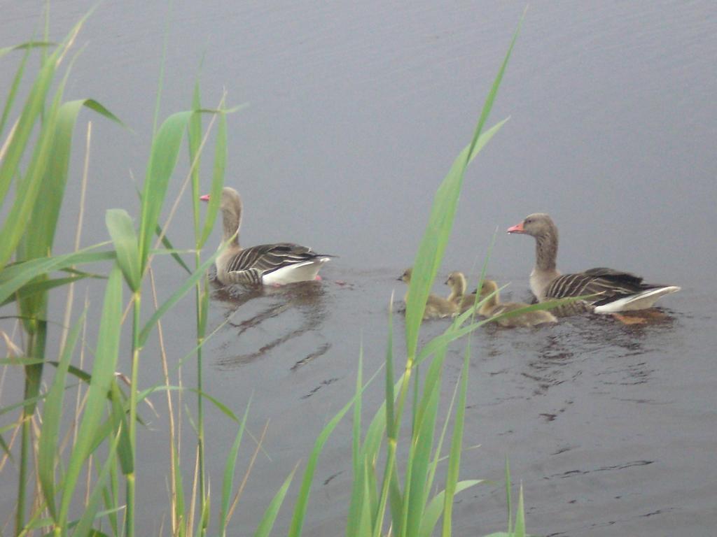 Ferienwohnungen Feldsee Illmitz Esterno foto