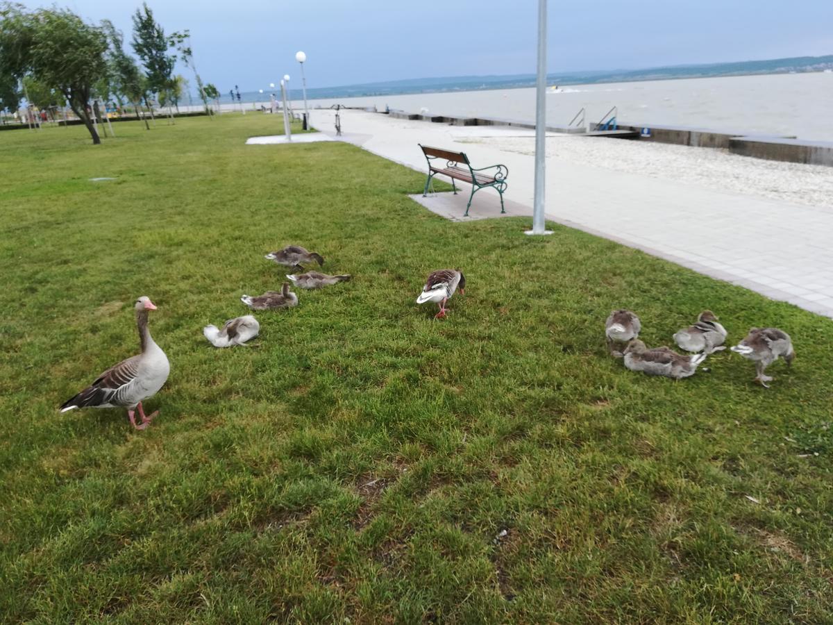 Ferienwohnungen Feldsee Illmitz Esterno foto