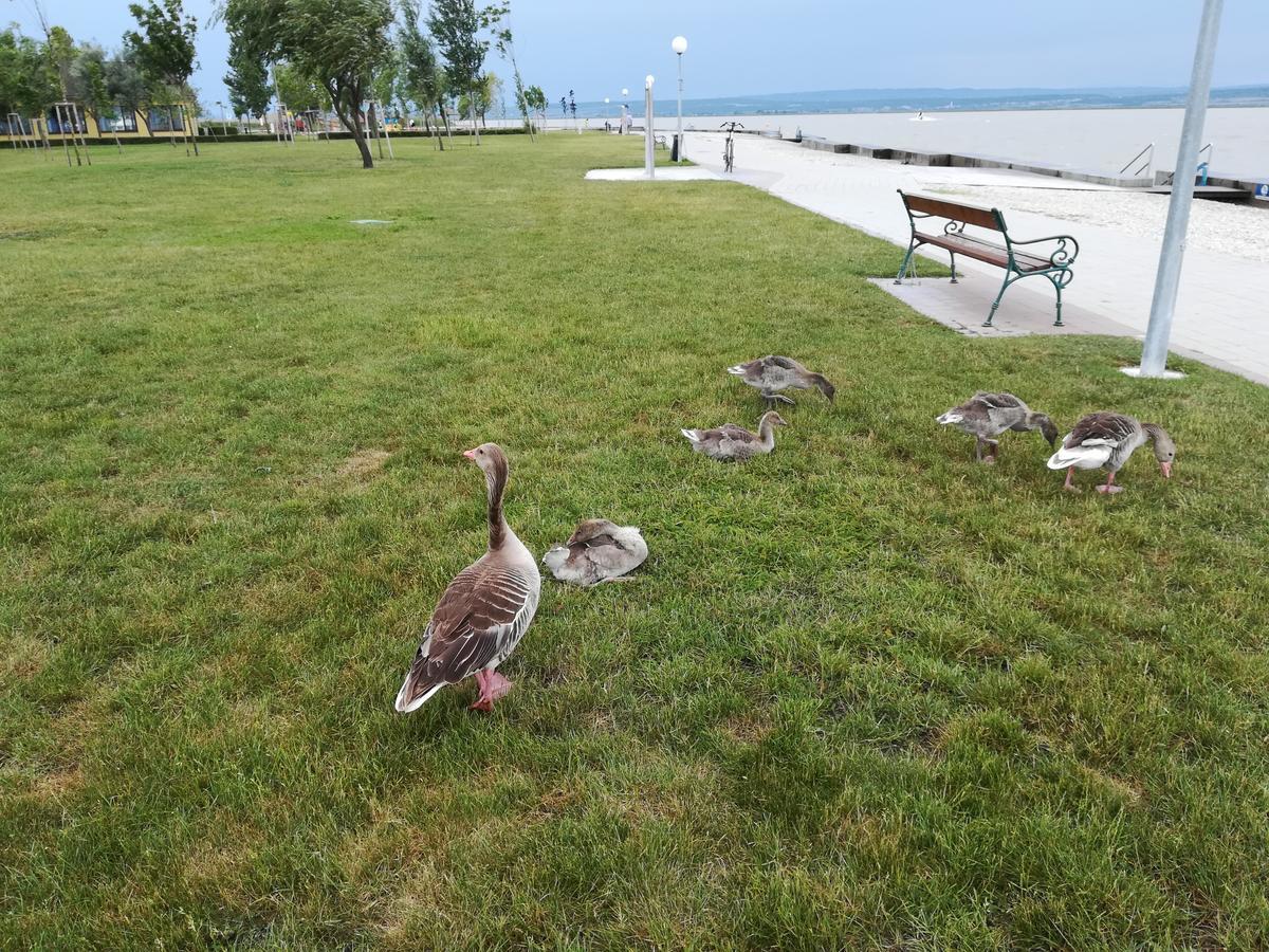 Ferienwohnungen Feldsee Illmitz Esterno foto